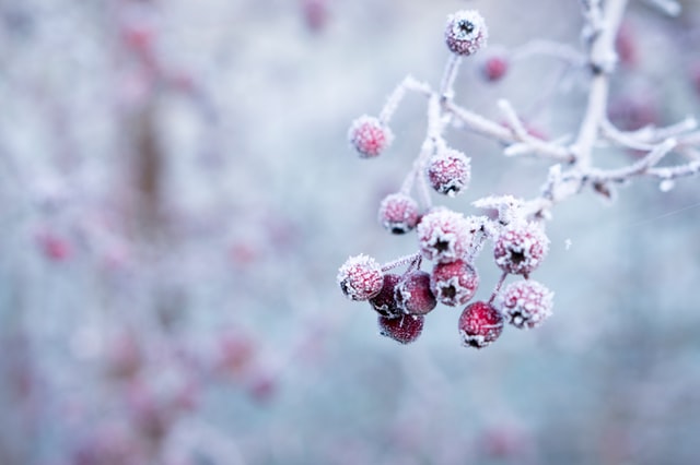 Photo of frozen round red berries by Galina N, 2017, on Unsplash