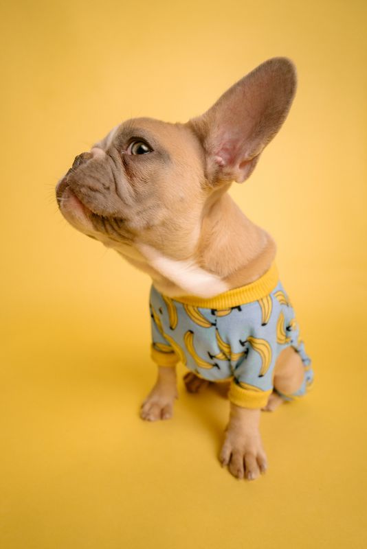 Side eyeing small brown dog wearing blue and yellow banana pajamas. 2022. Austin, TX, USA. Photo by Karsten Winegeart on Unsplash.