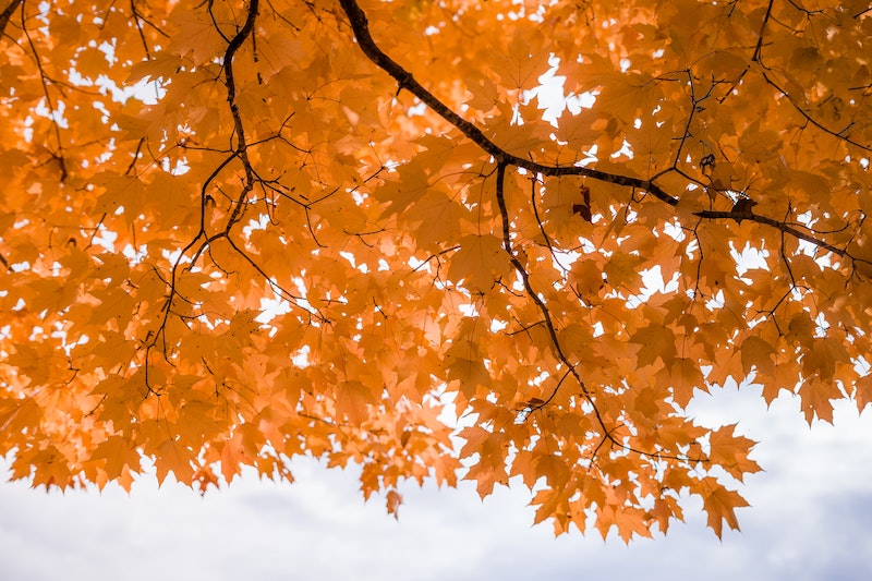 orange leaves on tree canopy during the daytime