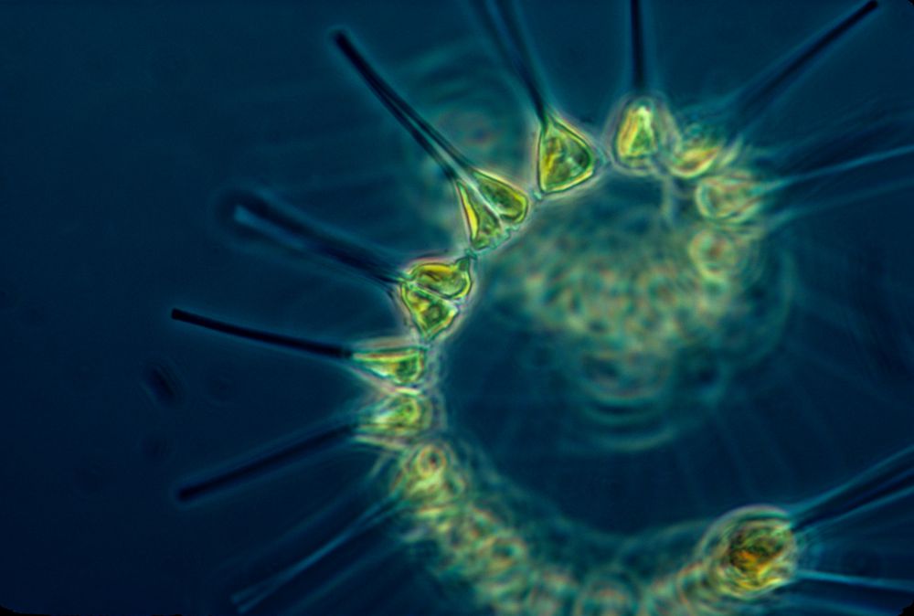 Photo of of Phytoplankton - the foundation of the oceanic food chain, 2019, by NOAA on Unsplash