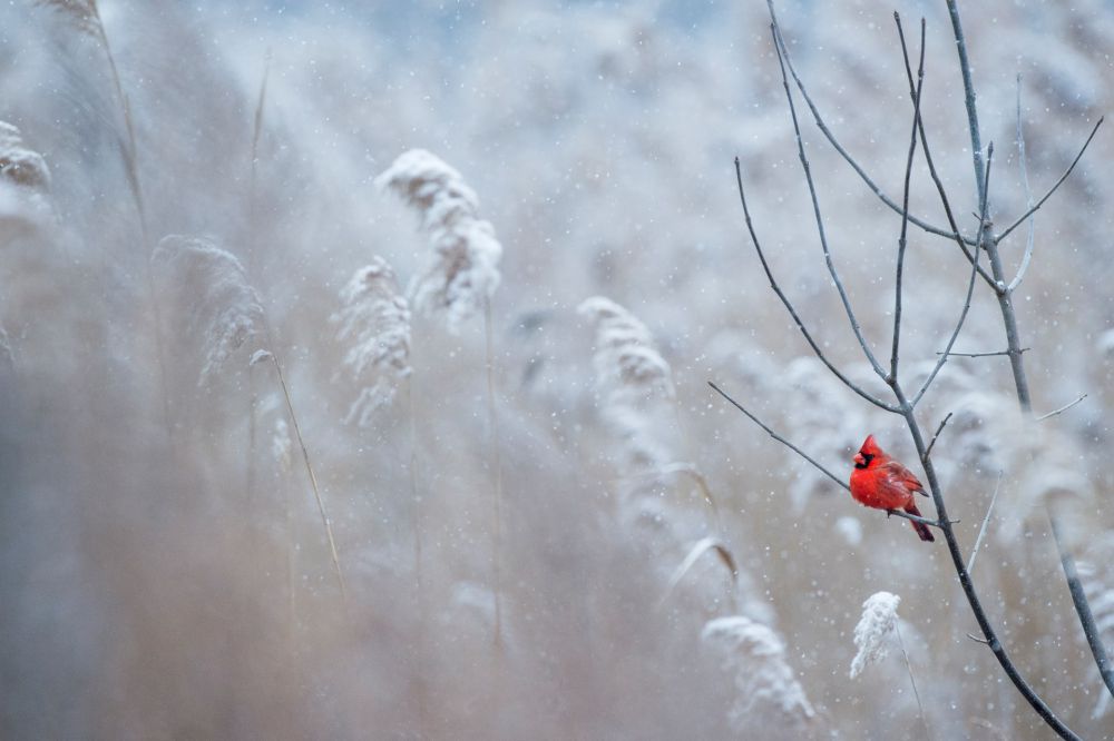 Photo of a of a bright red male Northern Cardinal perched on a branch in the falling snow byRay Hennessy, 2016, Palmyra Cove Nature Park, Palmyra, New Jersey, United States, on Unsplash