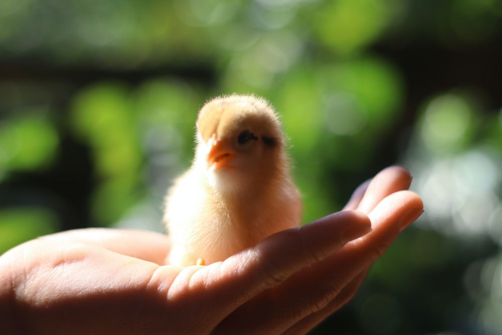 Closeup on a chick nestled in the palm of a hand