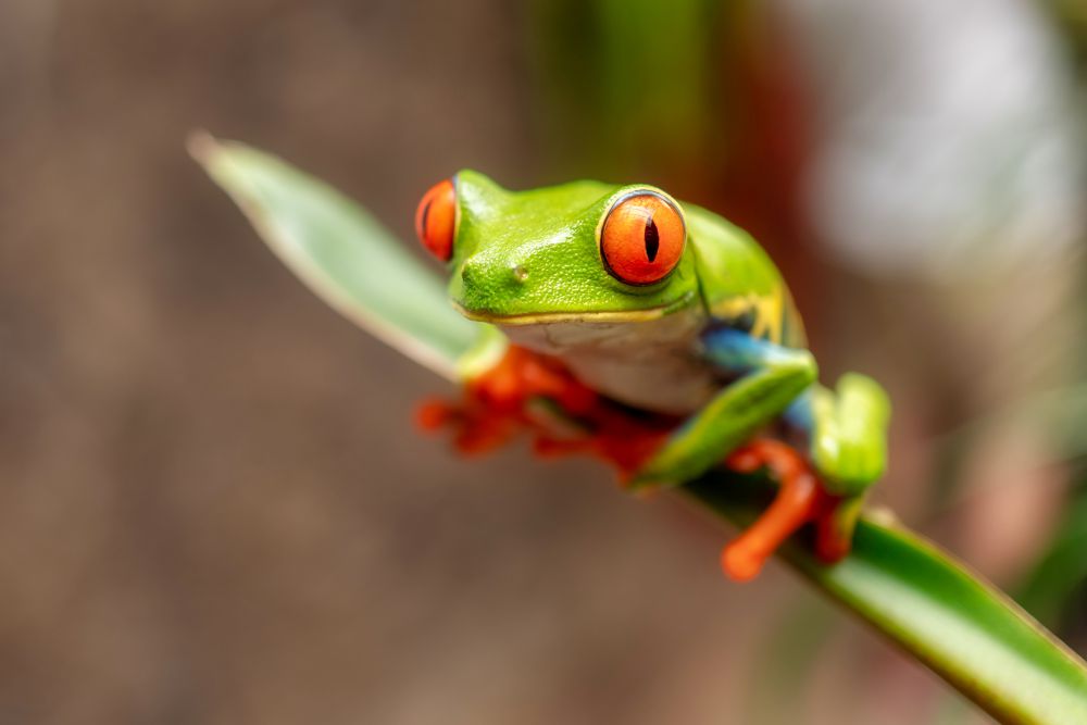 Costa Rica's Red Eye Frog, Rio Celest, 2019. Photo by Geoffrey Baumbach on Unsplash.