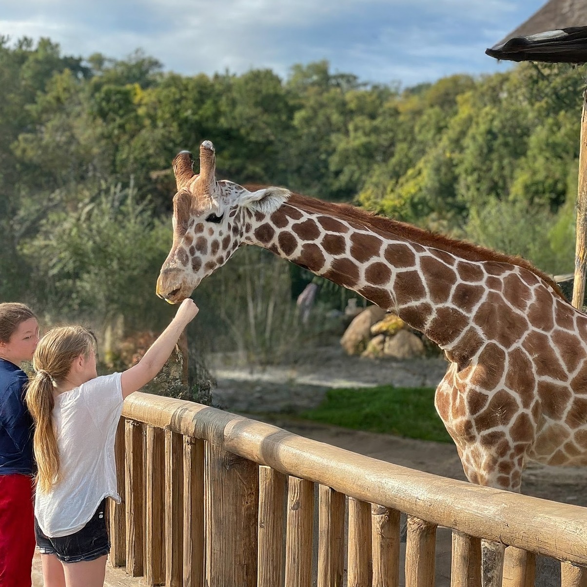 homeschool students in west houston feeding a giraffe on field trip
